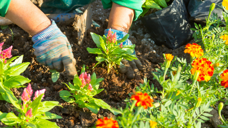 Outdoor Planting and Landscaping Tips for Early Spring | Solid Rock Realtors